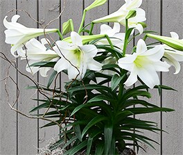 WHAT'S BLOOMIN', WHAT'S BLOOMIN'